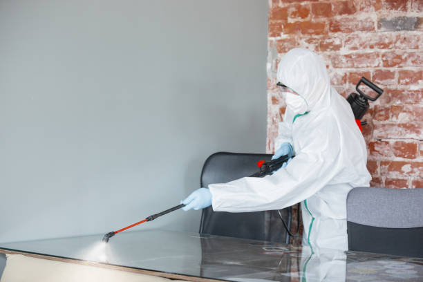 Reliable Antioch, IL Mold Removal Services Solutions